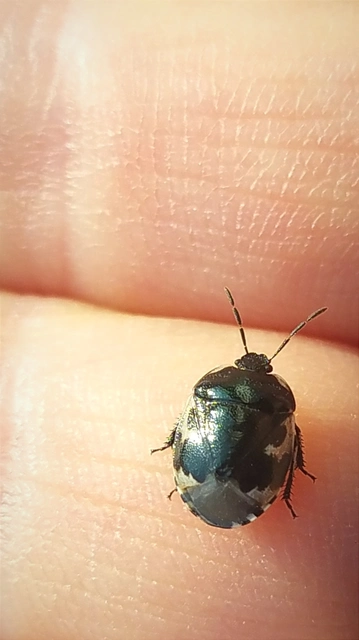 Tritomegas bicolor - foltos földipoloska
