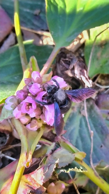 Xylocopa
