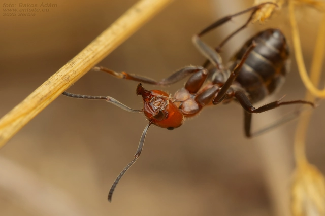 Formica pratensis - réti vöröshangya