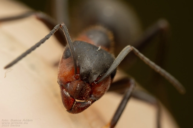 Formica pratensis - réti vöröshangya