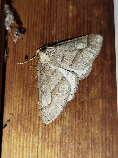 Agriopis marginaria - sárgás téliaraszoló