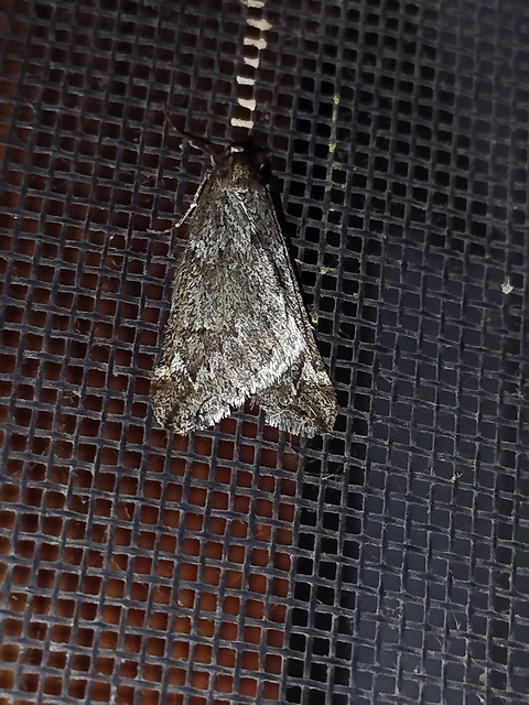 Alsophila aescularia - vadgesztenye-araszoló