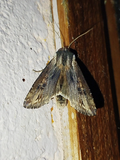 Xylena exsoleta - szürke fabagoly