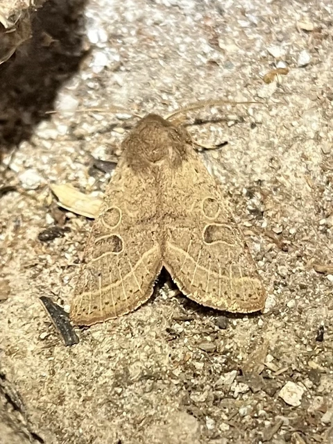 Orthosia cerasi - közepes barkabagoly