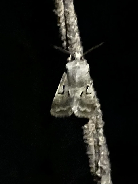 Orthosia gothica - feketefoltos barkabagoly