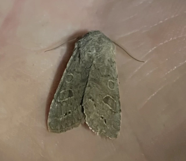 Orthosia populeti - nyárfa-barkabagoly
