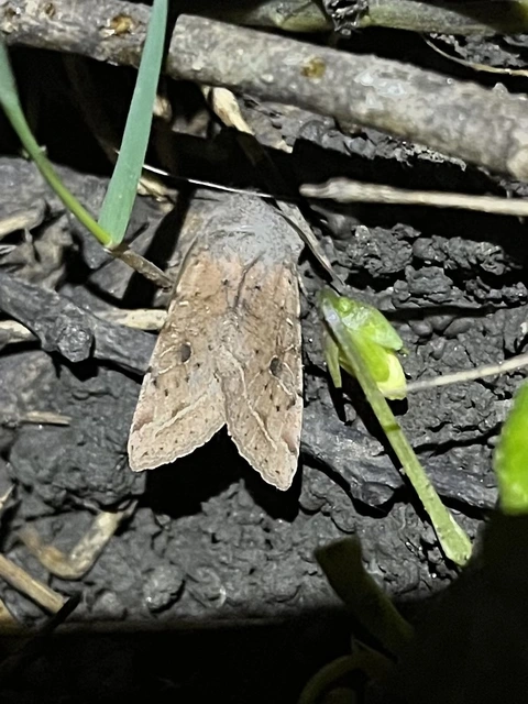 Orthosia incerta - változékony barkabagoly