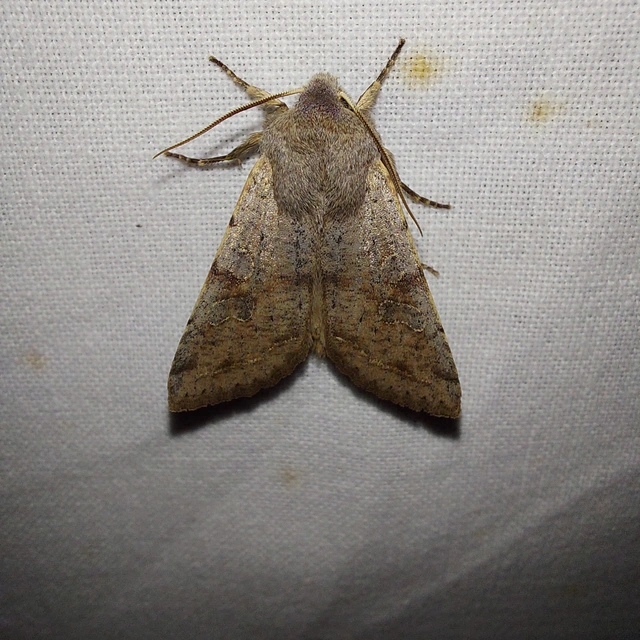 Orthosia incerta - változékony barkabagoly