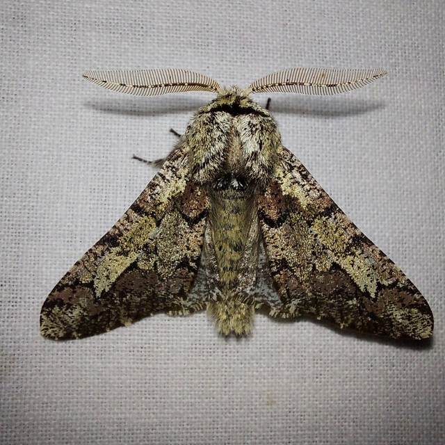 Biston strataria - barnapettyes araszoló