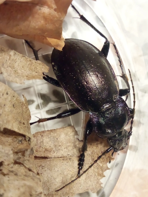 Carabus nemoralis - ligeti futrinka