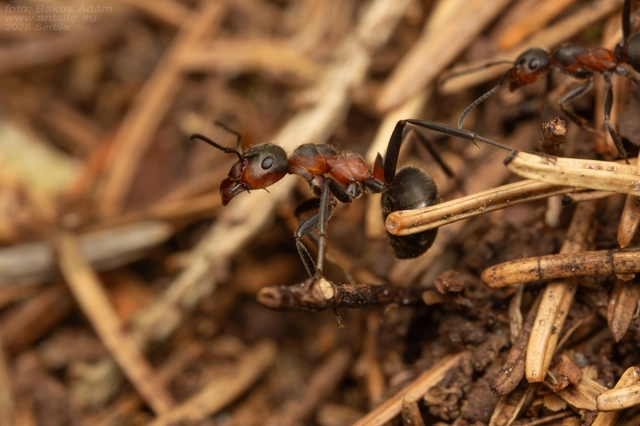 Formica pratensis - réti vöröshangya