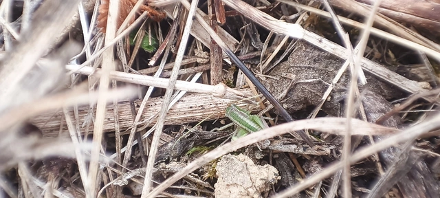 Orthoptera - Egyenesszárnyúak