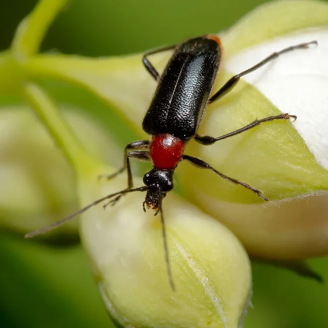 Dinoptera collaris - vörösnyakú virágcincér