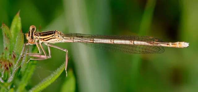 Platycnemis pennipes - széleslábú szitakötő