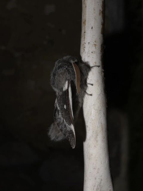 Eriogaster lanestris - tavaszi gyapjasszövő