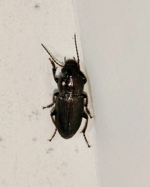 Harpalus distinguendus - mezei lomhafutó
