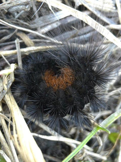 Hyphoraia aulica - barna medvelepke