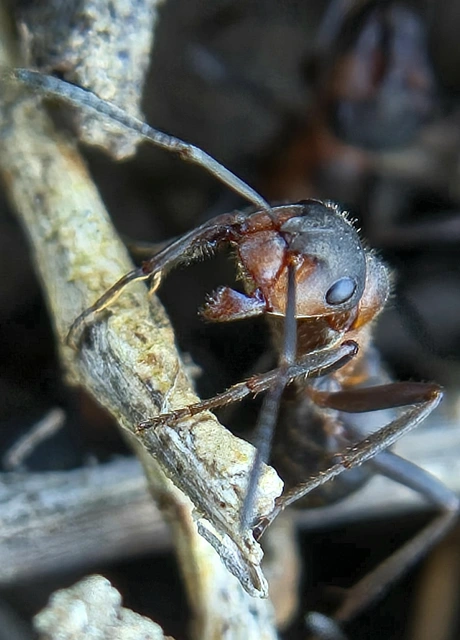 Formica pratensis - réti vöröshangya