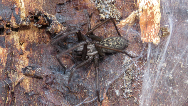 Eratigena atrica - nagy zugpók