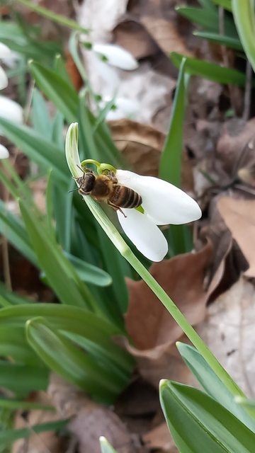 Apis mellifera - háziméh