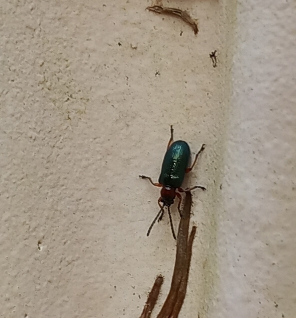 Oulema melanopus/duftschmidi