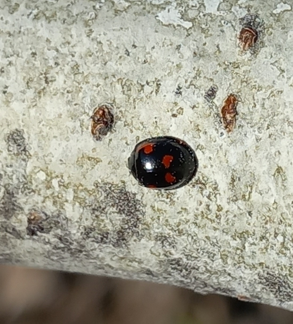 Exochomus quadripustulatus - négyfoltos szerecsenkata