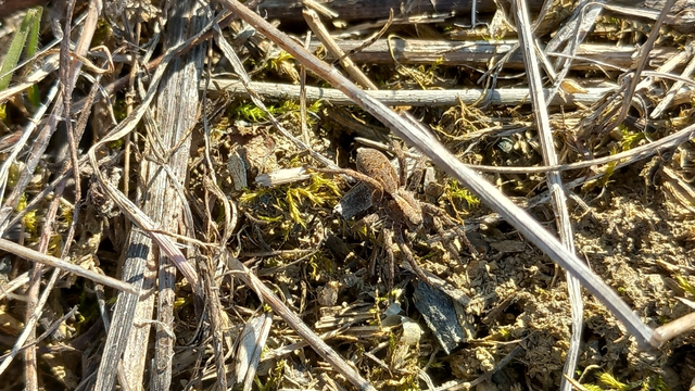 Lycosidae - farkaspókok