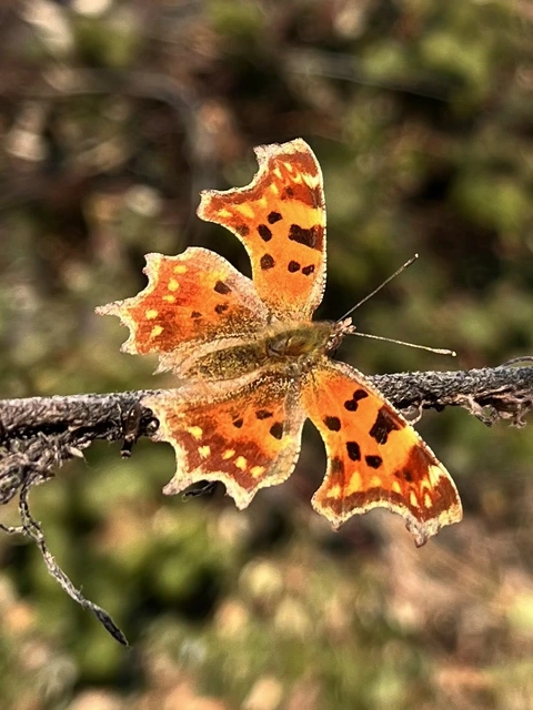 Nymphalis c-album - C-betűs lepke