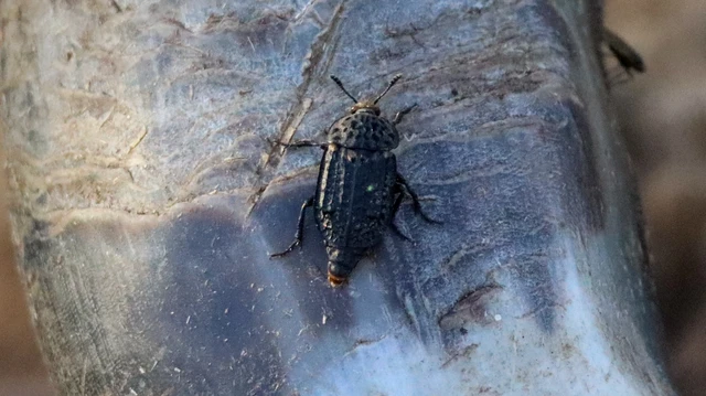 Thanatophilus rugosus - ripacsos dögbogár