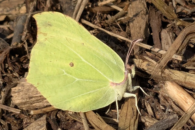 Gonepteryx rhamni - citromlepke