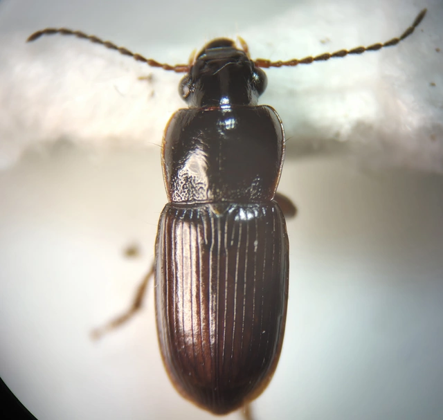Harpalus pygmaeus - kis lomhafutó
