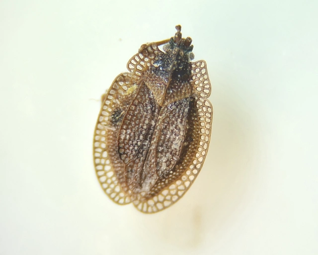 Acalypta musci