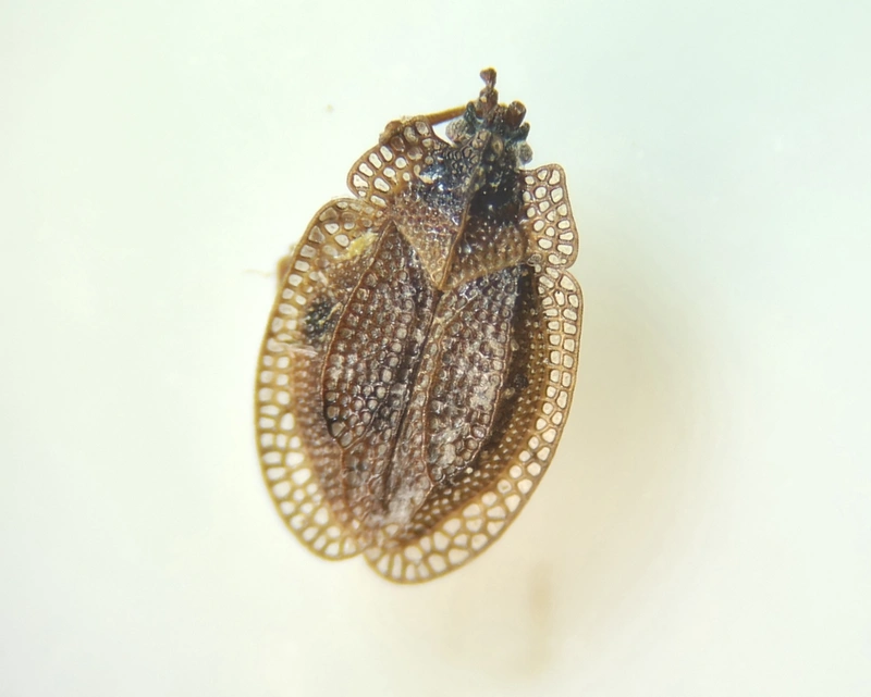 Acalypta musci