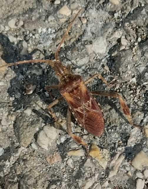 Leptoglossus occidentalis - nyugati levéllábú poloska Leptoglossus occidentalis - nyugati levéllábú poloska