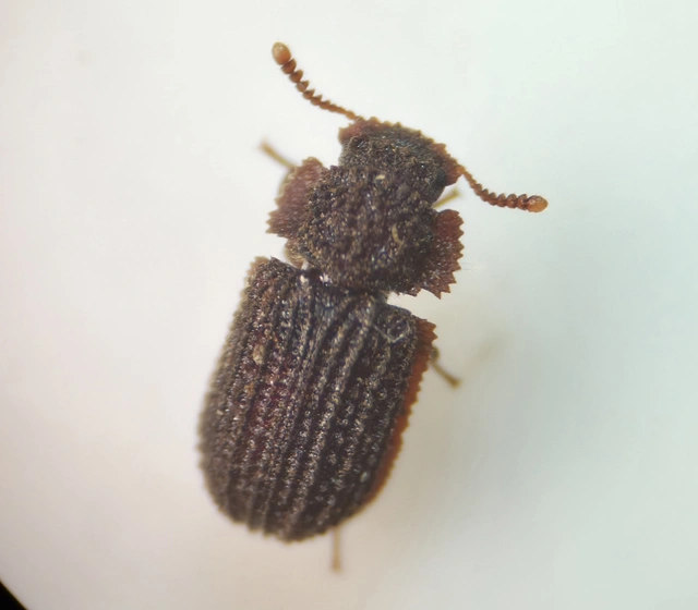 Eledonoprius armatus - érdes taplóbogár