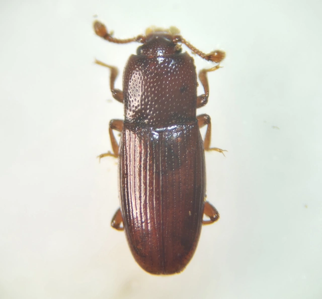 Cerylon Cerylon