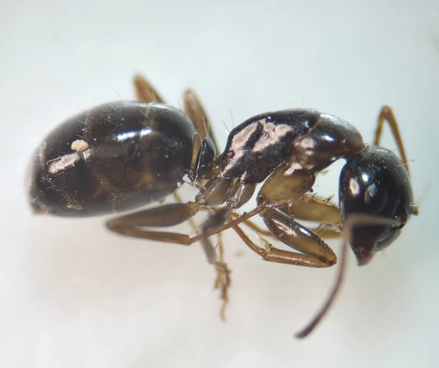 Camponotus fallax - ligeti lóhangya