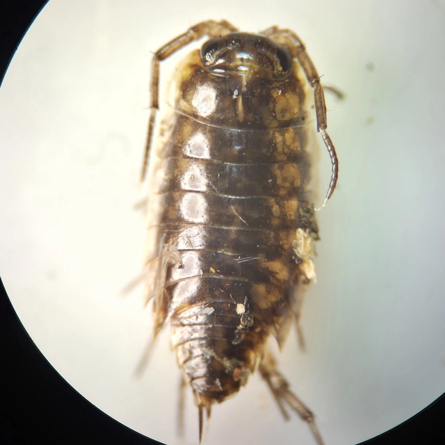 Isopoda - Ászkarákok