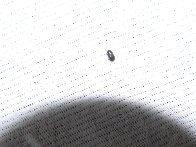 Attagenus pellio - közönséges szűcsbogár