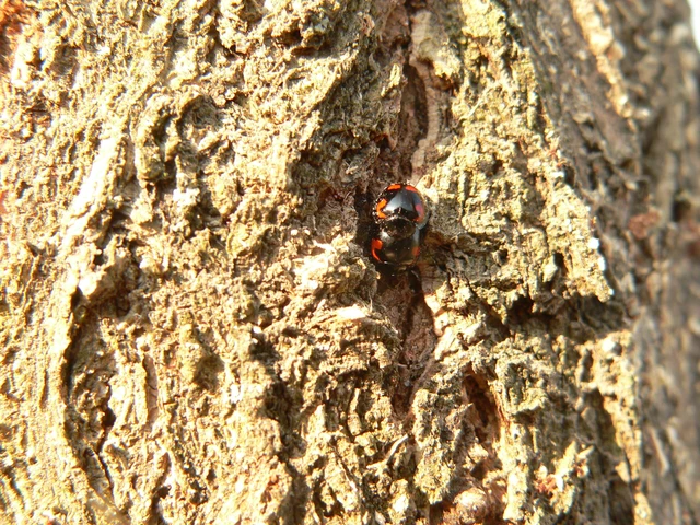 Exochomus quadripustulatus - négyfoltos szerecsenkata