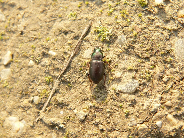 Harpalus distinguendus - mezei lomhafutó
