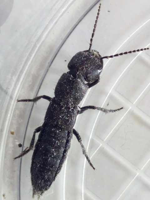 Tasgius melanarius - kormos holyva