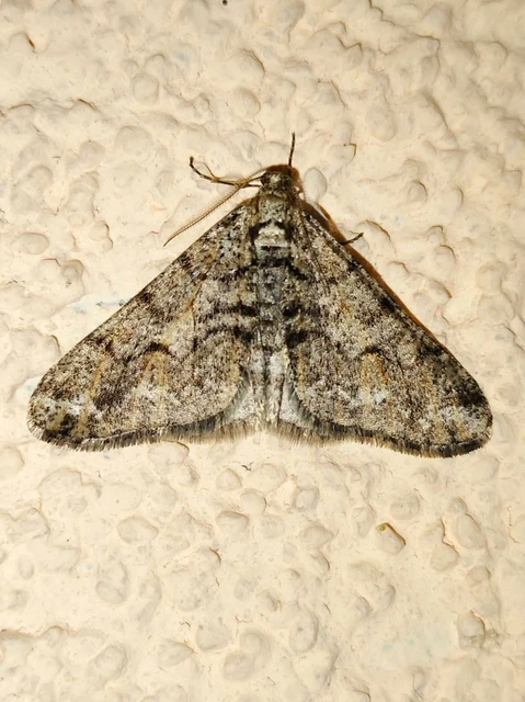 Agriopis leucophaearia - tölgy-tavasziaraszoló