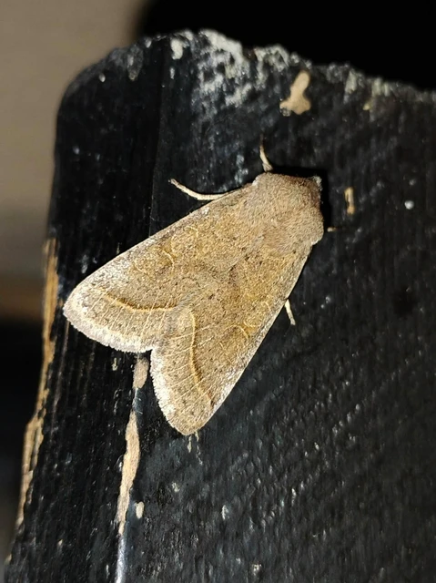 Orthosia cerasi - közepes barkabagoly
