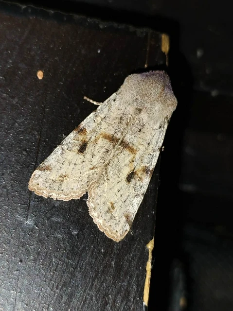 Orthosia incerta - változékony barkabagoly