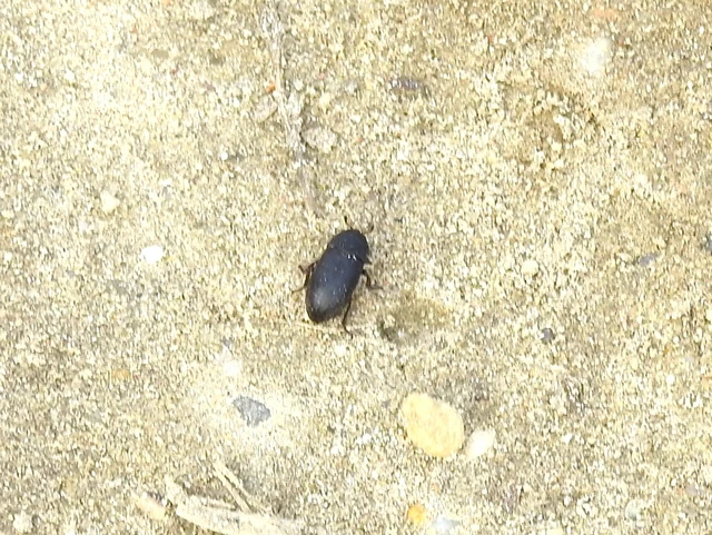 Dermestes laniarius - gyászos porva Dermestes laniarius - gyászos porva