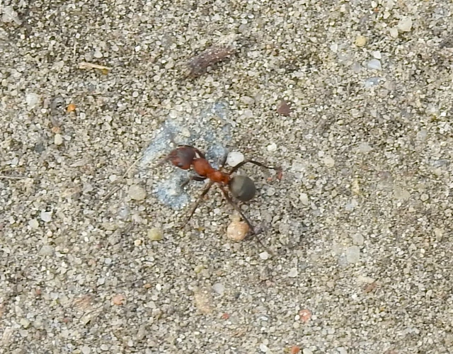 Formica sanguinea - vérvörös rablóhangya