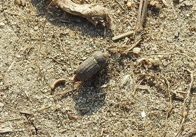 Opatrum sabulosum - sároshátú gyászbogár Opatrum sabulosum - sároshátú gyászbogár