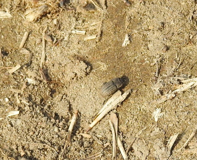 Opatrum sabulosum - sároshátú gyászbogár Opatrum sabulosum - sároshátú gyászbogár