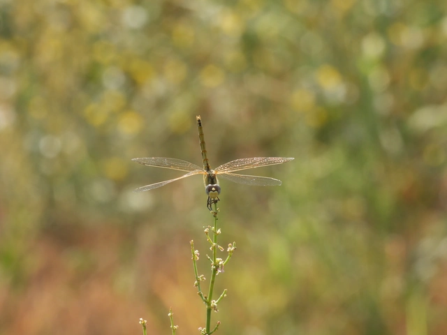 Sympetrum fonscolombii - vándor katona-szitakötő